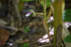 Elettaria cardamomum